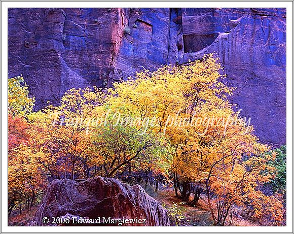 450124---Golden foliage and walls reflectind a deep blue sky